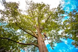 Best Leaf Removal  in Wynantskill, NY